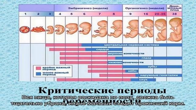 Кормление и содержание гусят первые 3 недели жизни