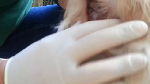 Express dogs anal glands (for beginners) смотреть онлайн