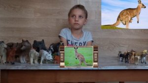 Изучаем диких животных с детьми. Кенгуру. Интересные факты о кенгуру