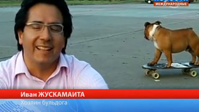 Бульдог скейтбордист смотреть онлайн