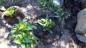 Цветок Хоста - уход и выращивание цветов в клумбе