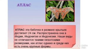 🦋🐛🦋Красивые бабочки и интересные факты о них 🦋🐛🦋