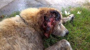 Черви едят мозг собаки