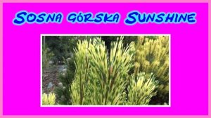 Nowe odmiany - Sosna Górska Sunshine,Sosna Górska Rositech