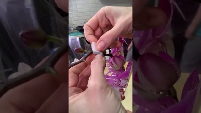 Если сломан цветонос.