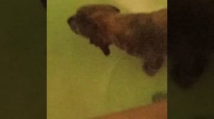 Английский кокер спаниель. Джессика. 2 месяца. Первое знакомство.