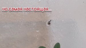 Кто живёт в экосистеме?