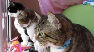 Коты смотрят за птицами