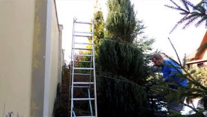 стрижка можжевельника спиралью 14 11