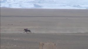 Скачки.Ат жарыс.дист 3км.1-шi "Элегант".2-шi "Найман".