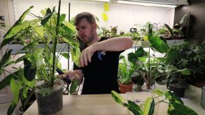РАЗМНОЖАЕМ ФИЛОДЕНДРОН БУРЛЕ МАКС ЯРКИЙ РЕЖЕМ ЯРКИЙ КРУПНЫЙ КУСТ Классное комнатное растение
