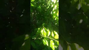 Черешня Овстуженка / Sweet Cherry Ovstuzhenka