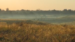 Вдоль реки. Туман на рассвете, цапли, ласточки-касатки