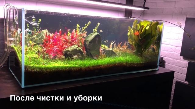 Чёрная Борода в Моём Аквариуме