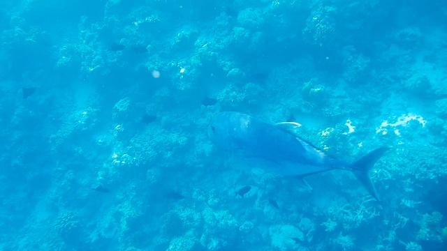 Желтоперый каранкс (Caranx ignobilis) -2 смотреть онлайн