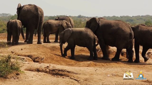 Семь самых умных животных | Любопытные факты, о которых вы не знали смотреть онлайн