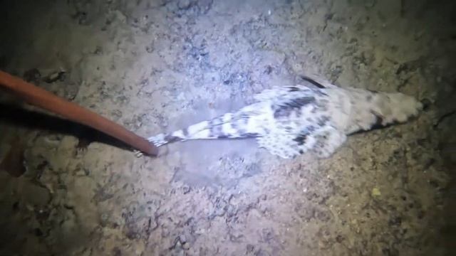 Рыба крокодил (Плоскоголовые) / flatheads fish