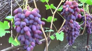 Сорт Винограда Ризамат