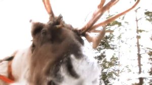 Cherry Laine Christmas Song: Santa Claus and the Elves - Joulupukki ja tontut