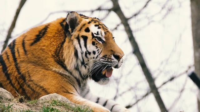 животные и природа 4К видео, с спокойной музыкой #КрасивыеЖивотные#природа#4К#СпокойнаяМузыка#