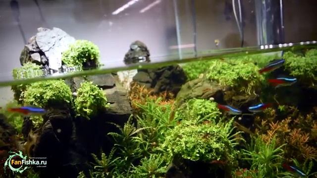 Убойная фильтрация и аэрация аквариума с растениями, лучшие фильтры для аквариума на 300 литров смотреть онлайн