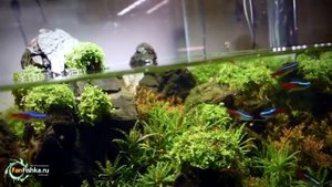Убойная фильтрация и аэрация аквариума с растениями, лучшие фильтры для аквариума на 300 литров