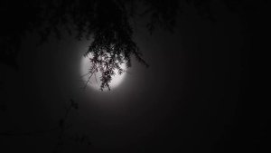 30-минутный СОН ★︎ Засыпайте мгновенно ★︎ Расслабляющая музыка, Успокаивающая музыка