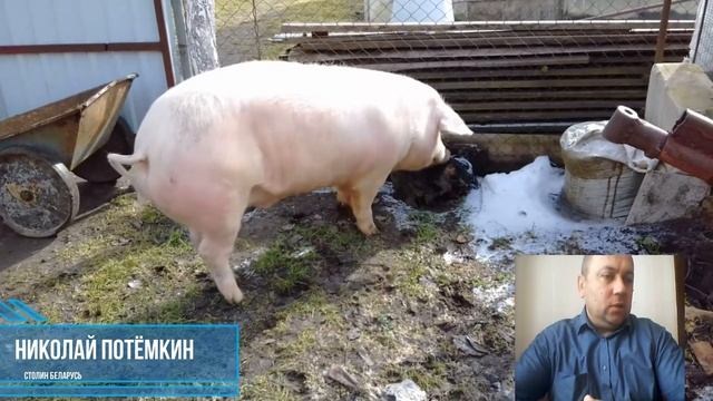 Один из минусов чистой породы свиней смотреть онлайн
