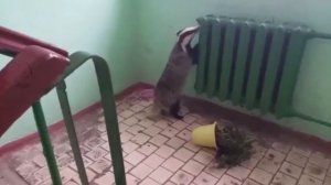 В одном из подмосковных подъездов