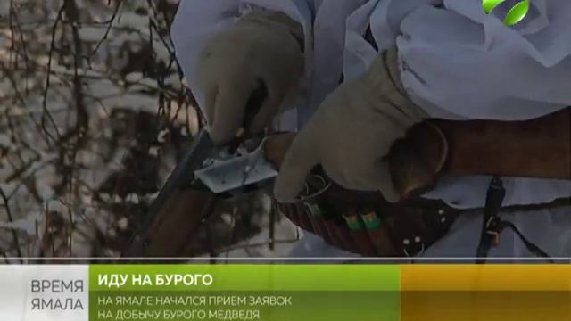 На Ямале открыть приём заявлений от охотников на добычу медведя смотреть онлайн