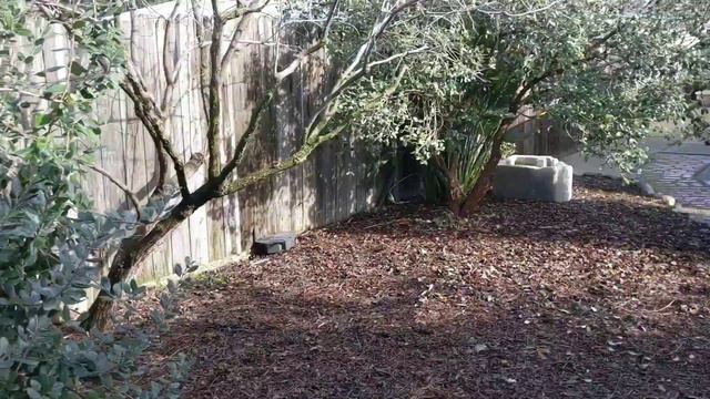 Our citrus orchard 2024 Наш цитрусовый сад смотреть онлайн