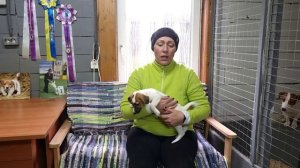 НУЖЕН ЛИ ЩЕНКУ ВОЛЬЕР ИЛИ КЛЕТКА?