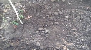 Что можно посадить в теплице в октябре