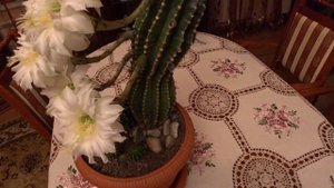 КАКТУС  ЭХИНОПСИС.  Как заставить пышно цвести Эхинопсис.