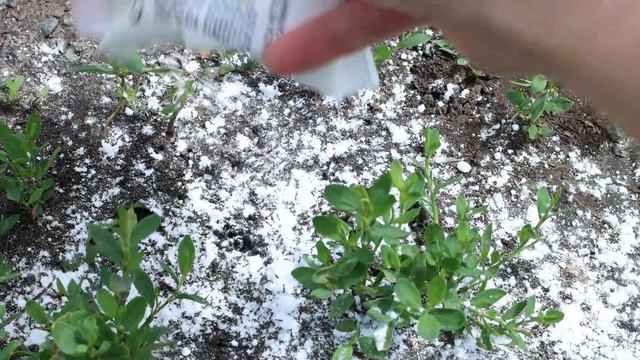 Муравьи на даче — настоящее бедствие, но я избавилась от них за сутки копеечным средством. смотреть онлайн