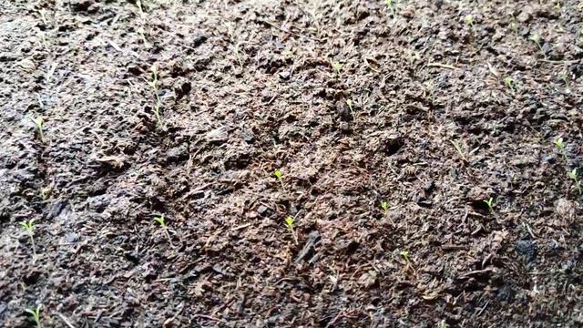 Обзор всходы петунии.Посев 17.02, 27.02,03.03.2024г. смотреть онлайн