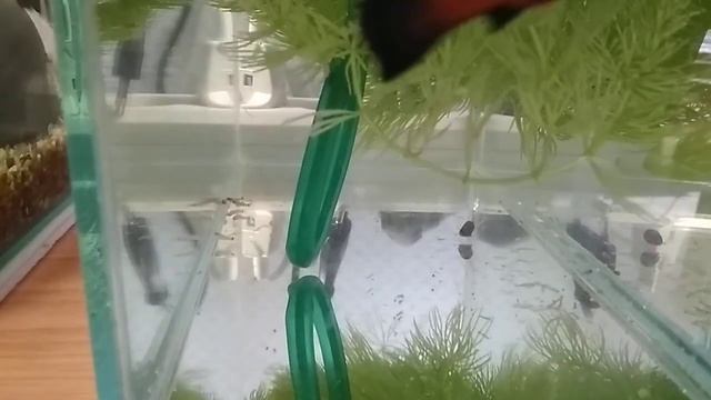 Неожиданный нерест самки меченосца. смотреть онлайн