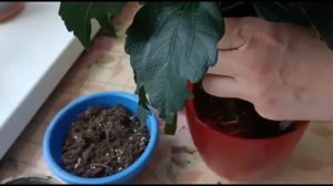 ГИБИСКУС (КИТАЙСКАЯ РОЗА). ПЕРЕСАДКА ПОСЛЕ ПОКУПКИ И УХОД