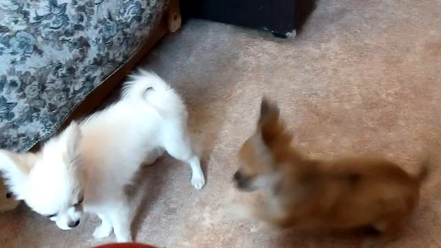 Чихуахуа д/ш - Голден из Лайф Габриэлла смотреть онлайн