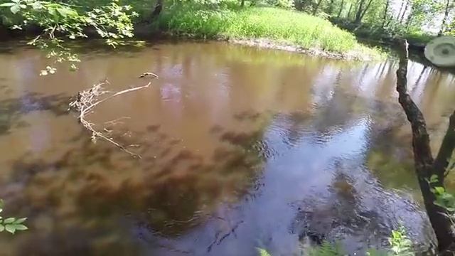 Добыча ручейника, принцип ловли на ручейник видео rybachil.ru