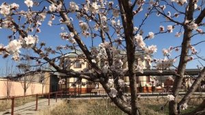 ДОМАШНЯЯ УХА из САЗАНА с РИСОМ в КАЗАНЕ на КОСТРЕ