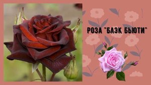Садовые розы: фото и названия
