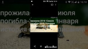 Черепаха умерла прочитайте пожалуйста описание