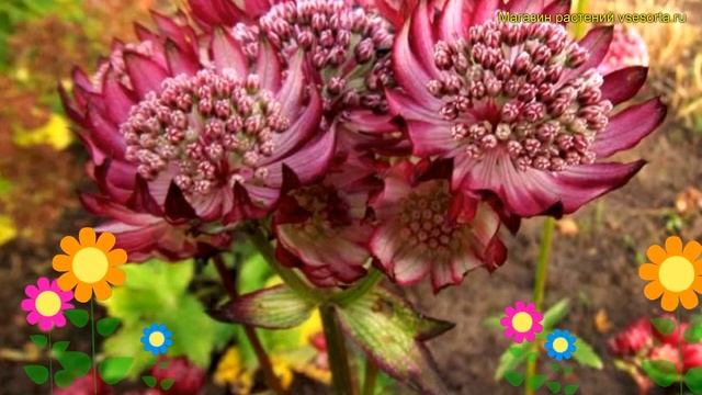 Астранция большая Примадонна. Краткий обзор, описание характеристик astrantia major-hybr. Primadonn