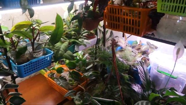 Комнатные растения цветут /Посадка бегоний смотреть онлайн