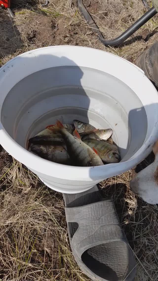 Собаки на окуней охотятся!🤣