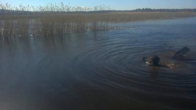 Огромная ЩУКА Ладога смотреть онлайн