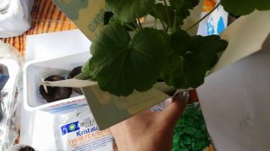 Пополнила коллекцию пеларгоний. Пеларгония Давпоинт