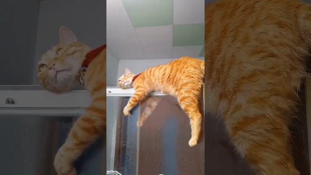 Cat Кошки Котята Коты #Shorts 1273.mp4