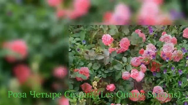 Rose Les Quatre Saisons (Роза Четыре Сезона)